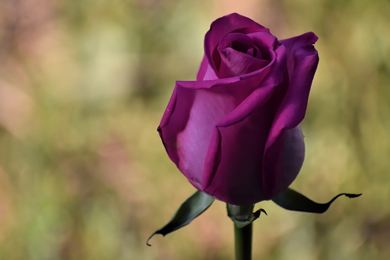 fuchsia rose, rose, flower-7478499.jpg
